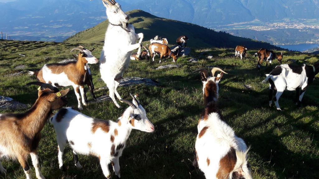 Ferienwohnung Gerti Kalt Lieserhofen Exteriér fotografie